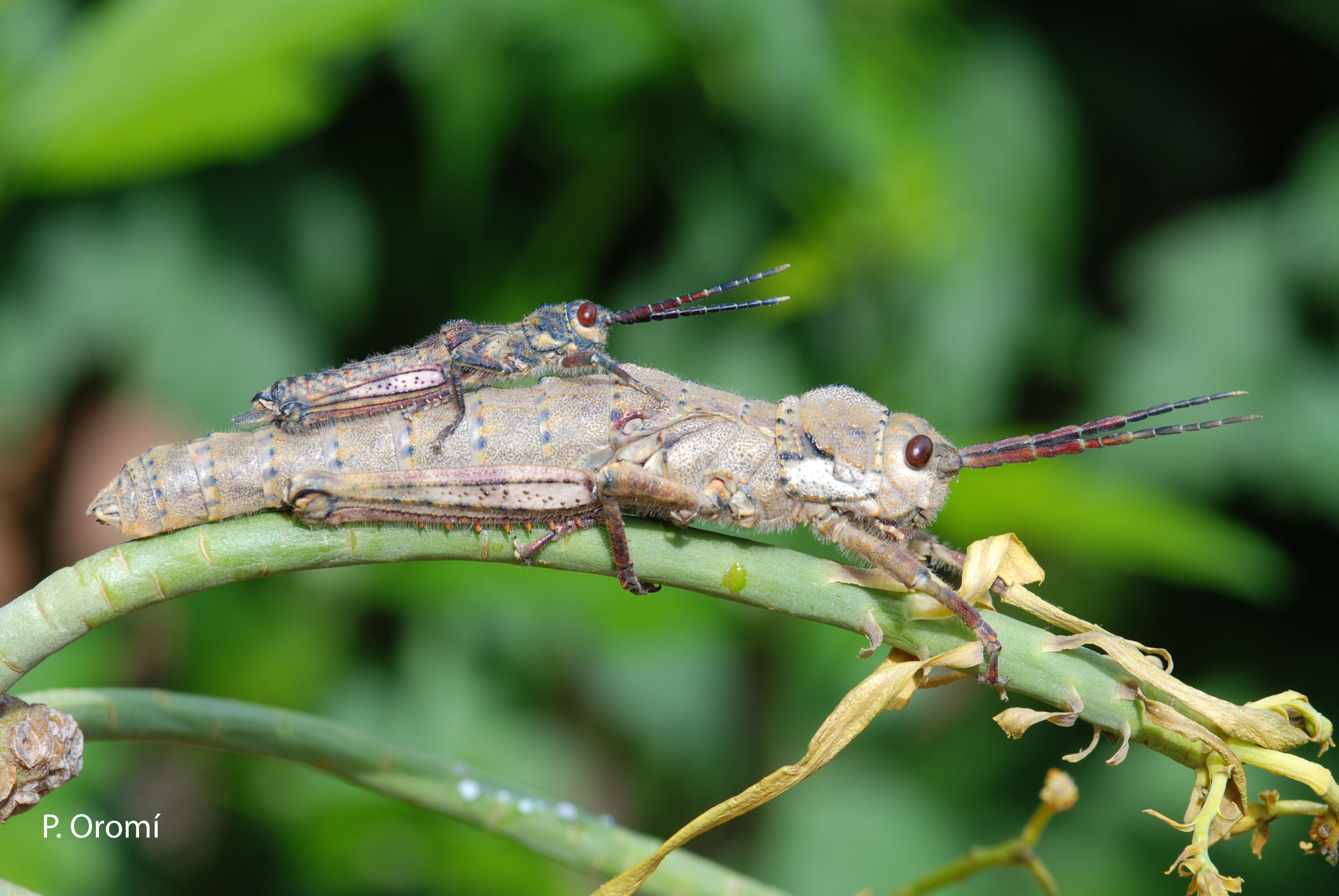 Acrostira euphorbiae Garcia-Becerra & Oromí, 1992: male and female (La Palma). (Otu).