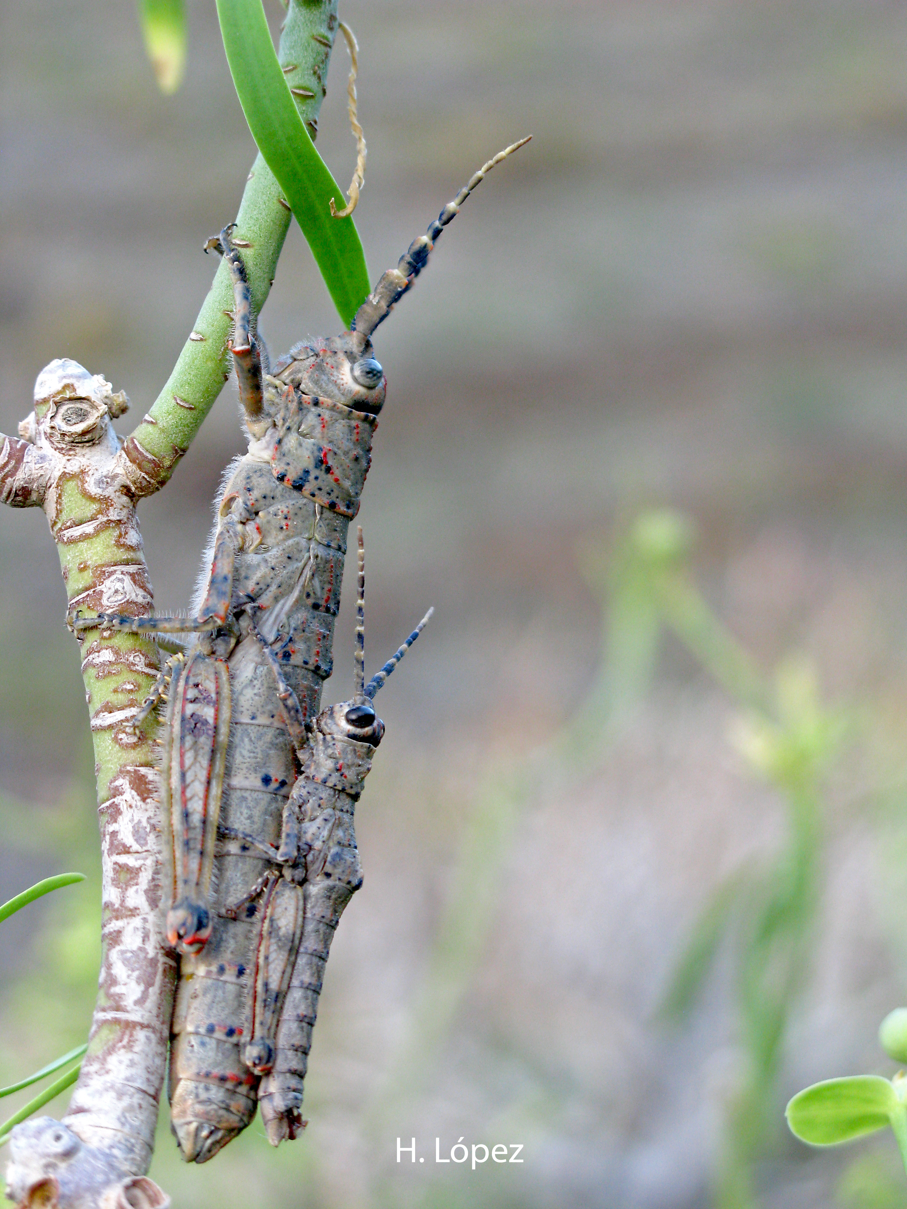Acrostira tamarani Baez, 1984: male and female (Gran Canaria). (Otu).