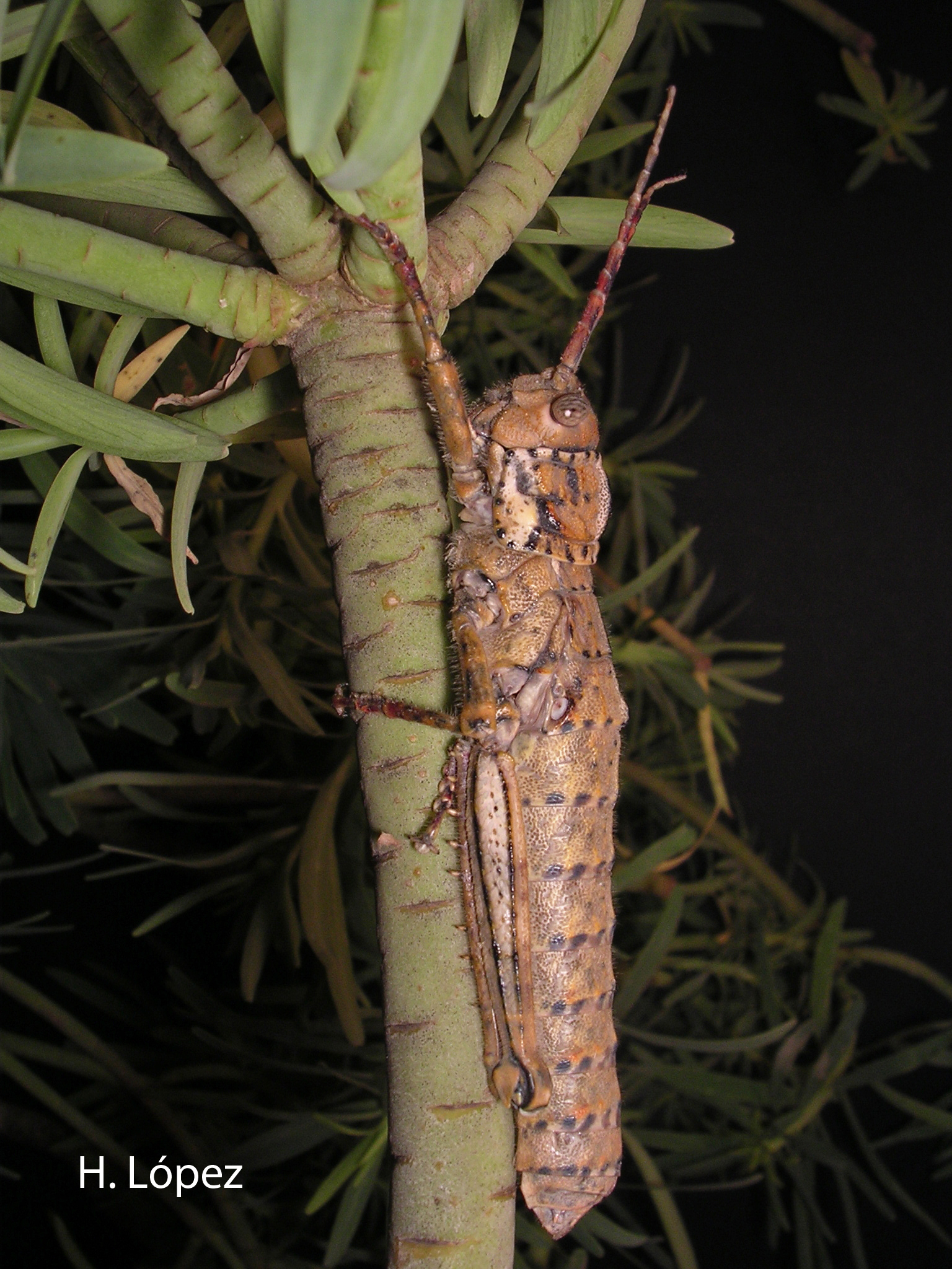 Acrostira tenerifae Perez & López, 2005: female(Tenerife). (Otu).