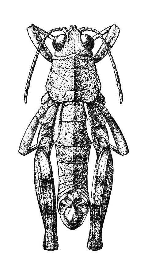 Glauia durieui (Bolívar, 1878): Fig. 591. male, dorsal view. (Otu).