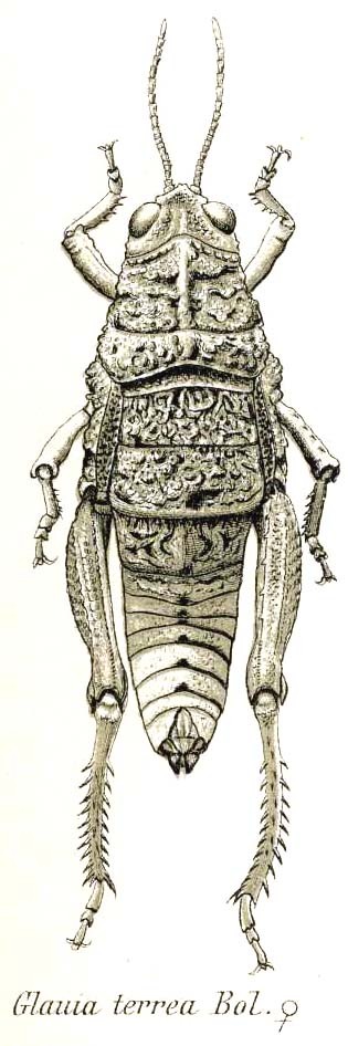 Pseudoglauia terrea (Bolívar, 1912): Fig. 7 a. female, dorsal view. (Otu).