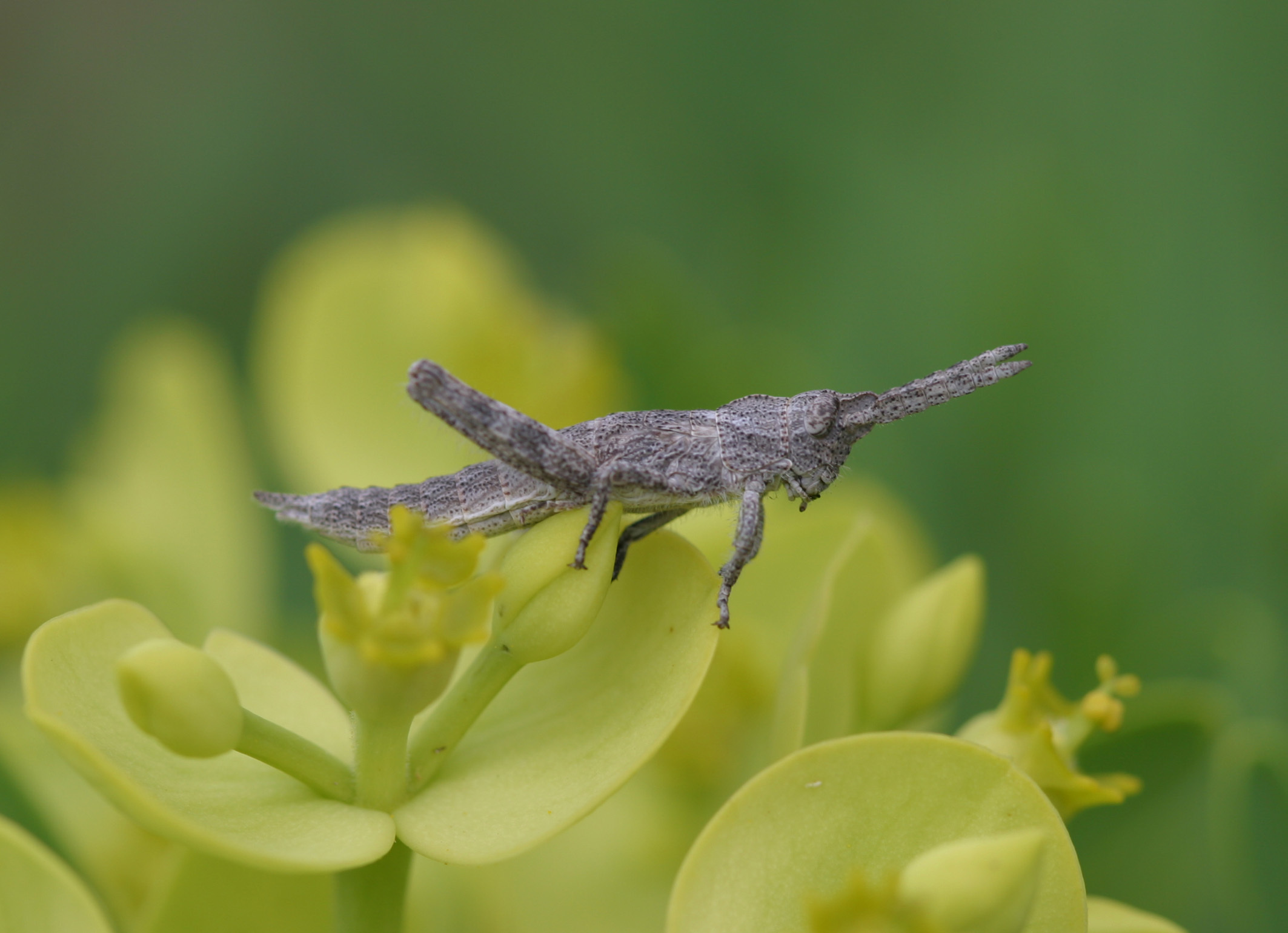 Purpuraria erna Enderlein, 1929: male (Fuerteventura). (Otu).