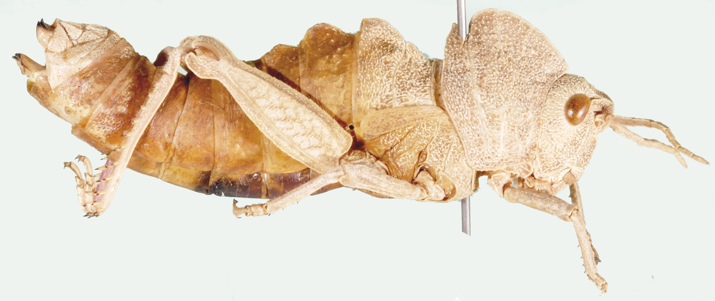 Prionosthenus syriacus (Brisout de Barneville, 1854): female, lateral view. (Otu).