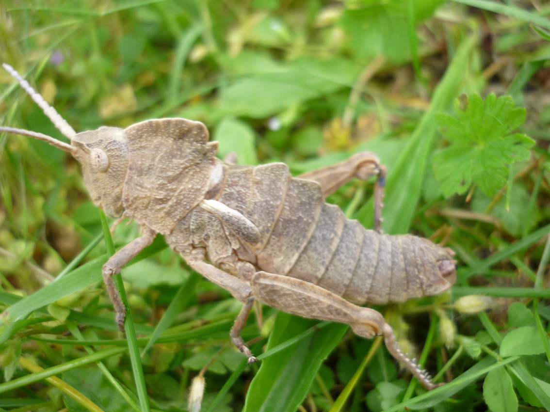Prionosthenus galericulatus (Stål, 1876): individual from Sarada, Lebanon. (Otu).