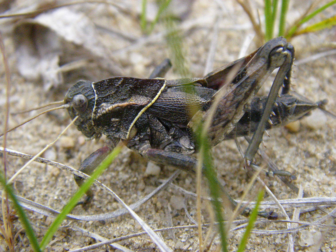 Haplotropis brunneriana Saussure, 1888: male. (Otu).