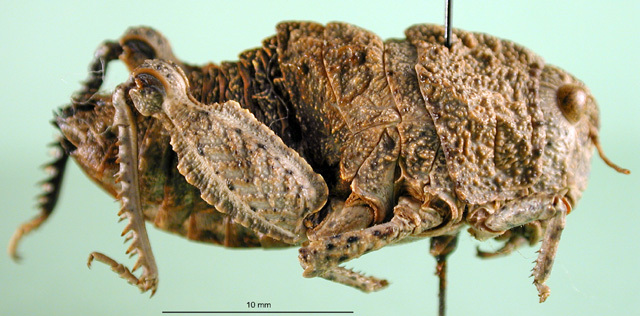 CollectionObject 1545336; a09ccb0f-a2c7-45c6-8746-4a847989e2df: female, lateral view (paratype). (CollectionObject).