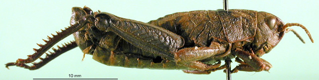 CollectionObject 1501166; 804c3704-dac8-4464-820d-e9cb5f9646dd, DORSA BA000440S01: male, lateral view (holotype of Nocaracris cyanipes tristis). (CollectionObject).