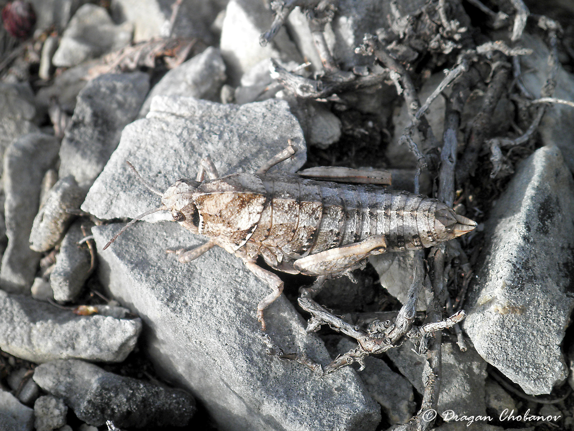 CollectionObject 1591358; f2eab118-3d2a-41f0-b246-c881e0361771: female (BG: S Pirin Mts, E of village Goleshovo). (CollectionObject).