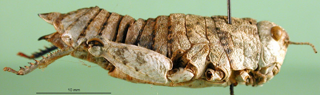 CollectionObject 1501815; db01f787-a2f0-4035-9d89-62b78a462b93: female, lateral view (paratype). (CollectionObject).