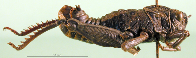 CollectionObject 1502928; 42eadb29-fbd3-47a3-b556-eada12172d16: male, lateral view (paralectotype). (CollectionObject).