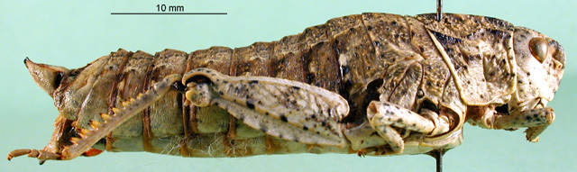 CollectionObject 1501165; 7aad656d-576f-4a8a-a4dd-8f24bdce7f19, DORSA BA000441S01: female, lateral view (holotype of Nocaracris tibialis). (CollectionObject).
