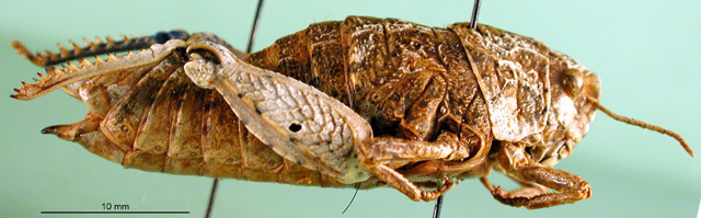 CollectionObject 1502751; a7508eb4-e986-4d3c-a6a7-c3a5a8e79e98: female, lateral view (allotype of Nocaracris cinerascens). (CollectionObject).