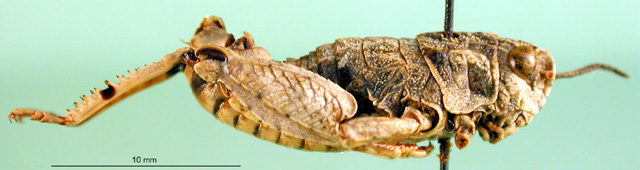 CollectionObject 1501163; 143cfc9f-5576-4c0b-9b6d-da64c1f0657f, DORSA BA000830S01: male, lateral view (holotype of Nocaracris cinerascens). (CollectionObject).