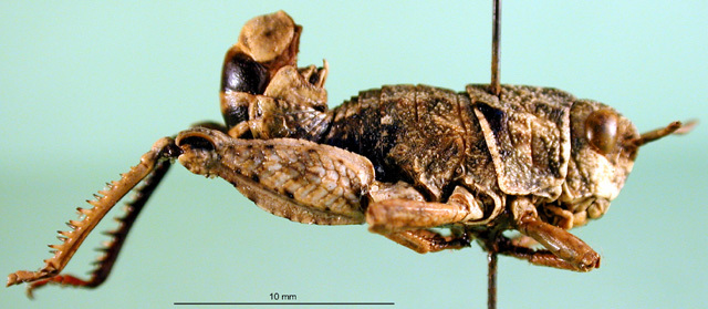 CollectionObject 1501173; 3a23a201-249a-46c6-834e-54e5e4ac7b28: male, lateral view (holotype of Paranocaracris sureyana). (CollectionObject).