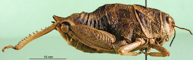 CollectionObject 1502742; 8015ac0e-ab08-46a0-adc9-602db4a518c6: female, lateral view (paratype). (CollectionObject).