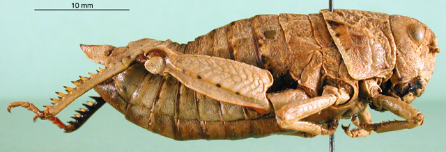 CollectionObject 1501174; a903e0bc-9c69-47ab-83e3-3a4411dea618: female, lateral view (holotype of Nocaracris tauricola). (CollectionObject).