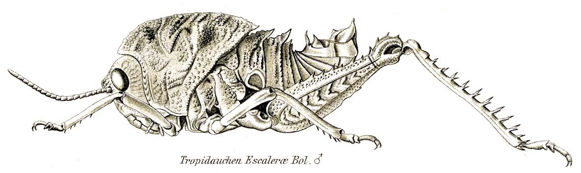 Tropidauchen escalerai Bolívar, 1912: Fig. 3. male habitus. (Otu).