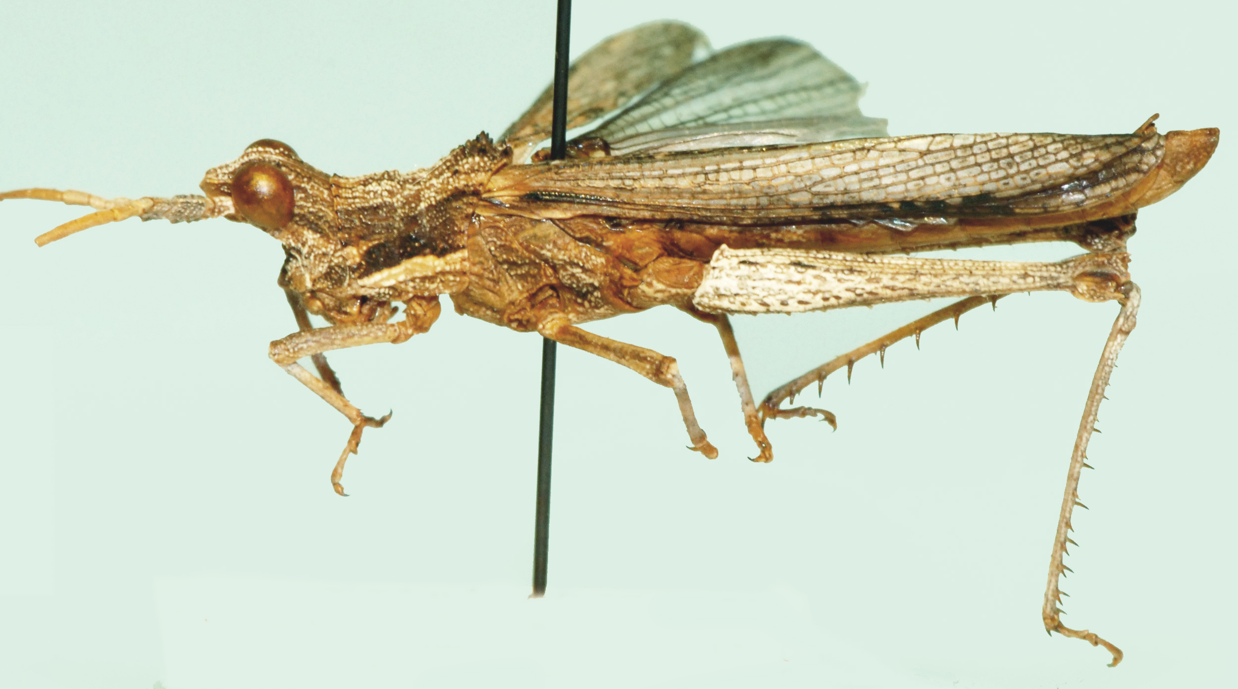 Parageloiomimus spinosus (Dirsh, 1956): male, lateral view. (Otu).