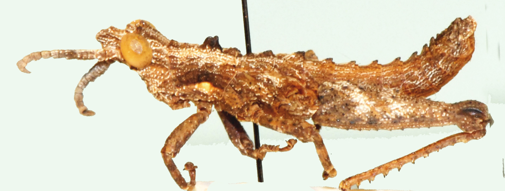 Thrincotropis karruensis Brown, 1960: male, lateral view. (Otu).