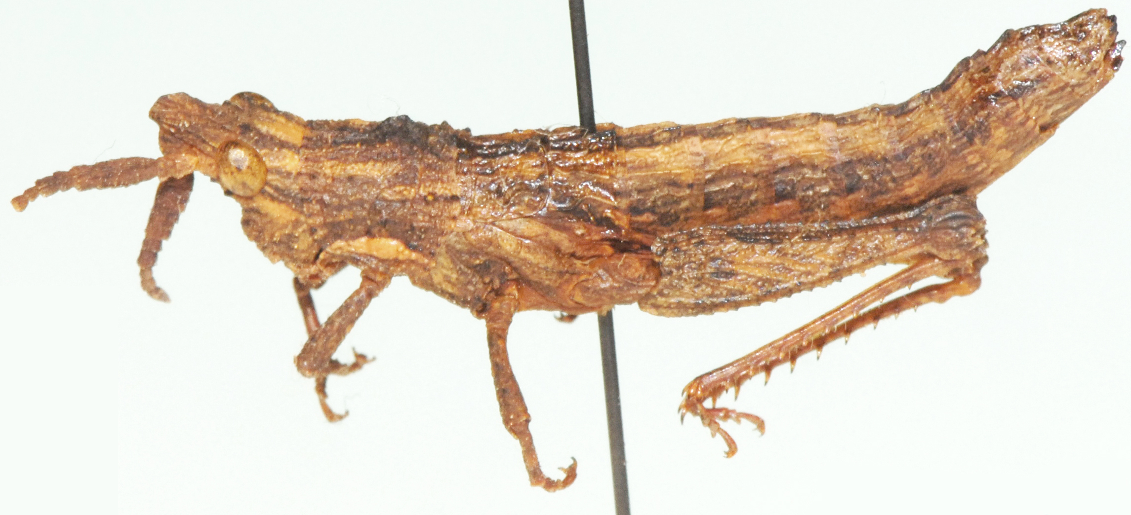 Thrincotropis capensis Miller, 1932: female, lateral view. (Otu).