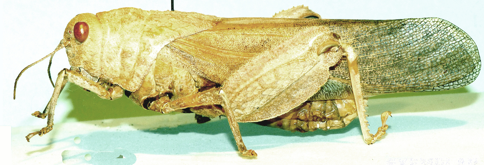 Aphantotropis connectens Uvarov, 1924: lateral view. (Otu).