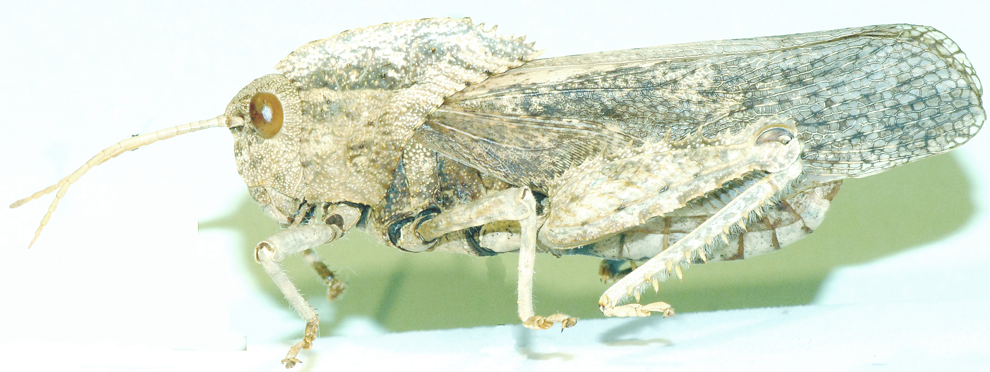 Cultrinotus apicalis (Walker, 1870): lateral view. (Otu).