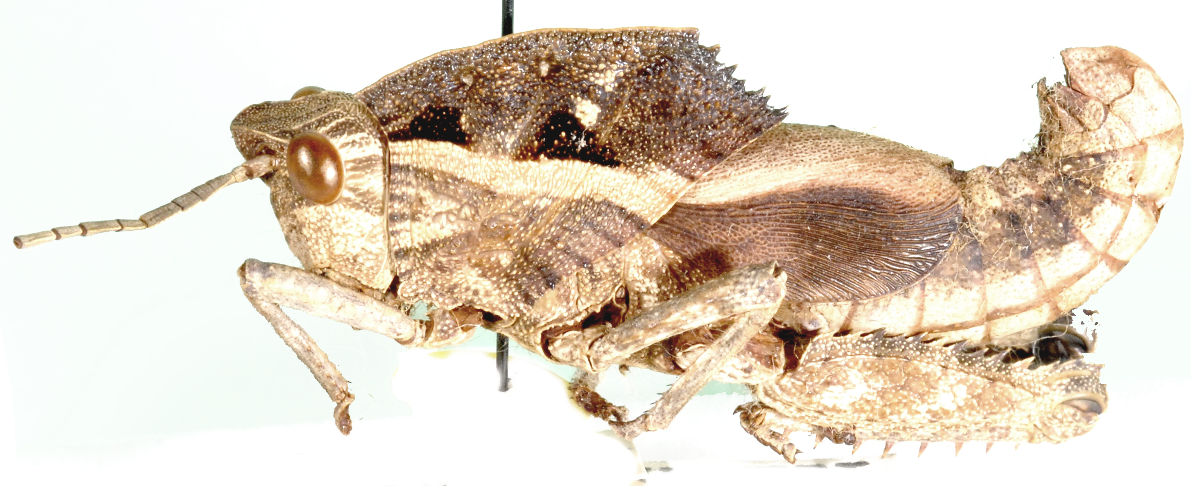 Cultrinotus luanensis Uvarov, 1953: male, lateral view. (Otu).