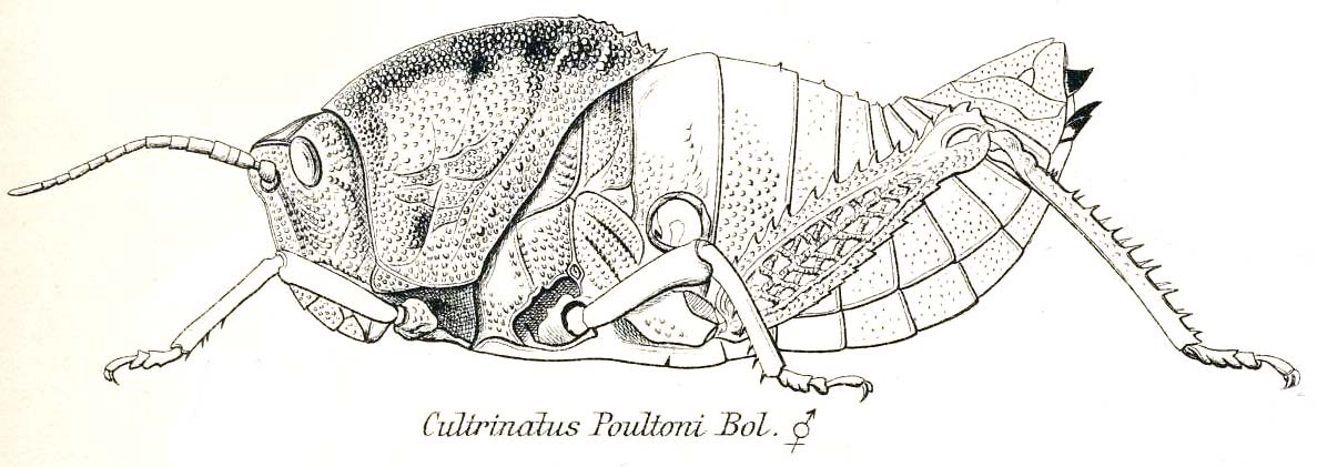 Cultrinotus poultoni Bolívar, 1915: Fig. 5. female habitus. (Otu).