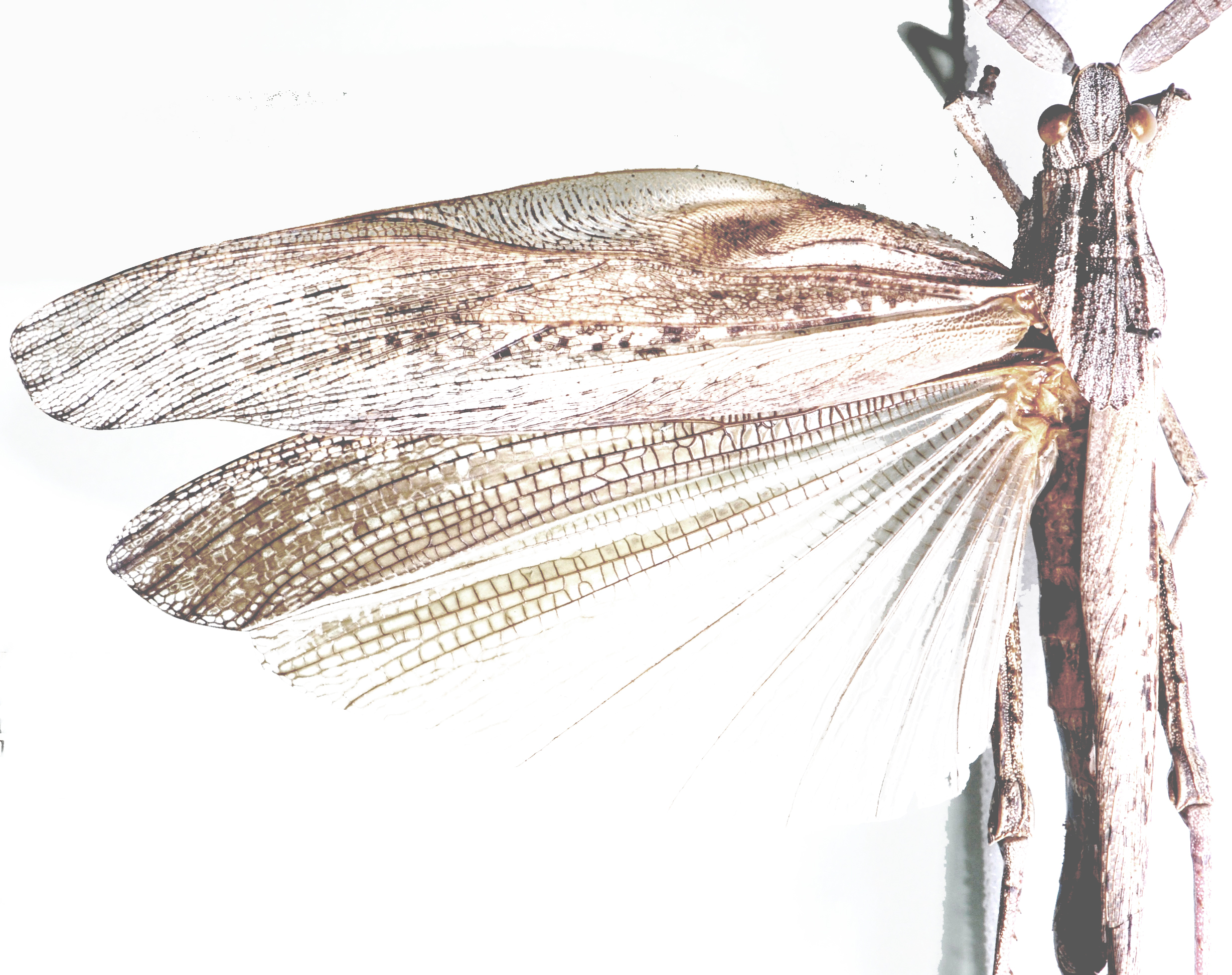 Lamarckiana cucullata (Stoll, 1813): dorsal view. (Otu).