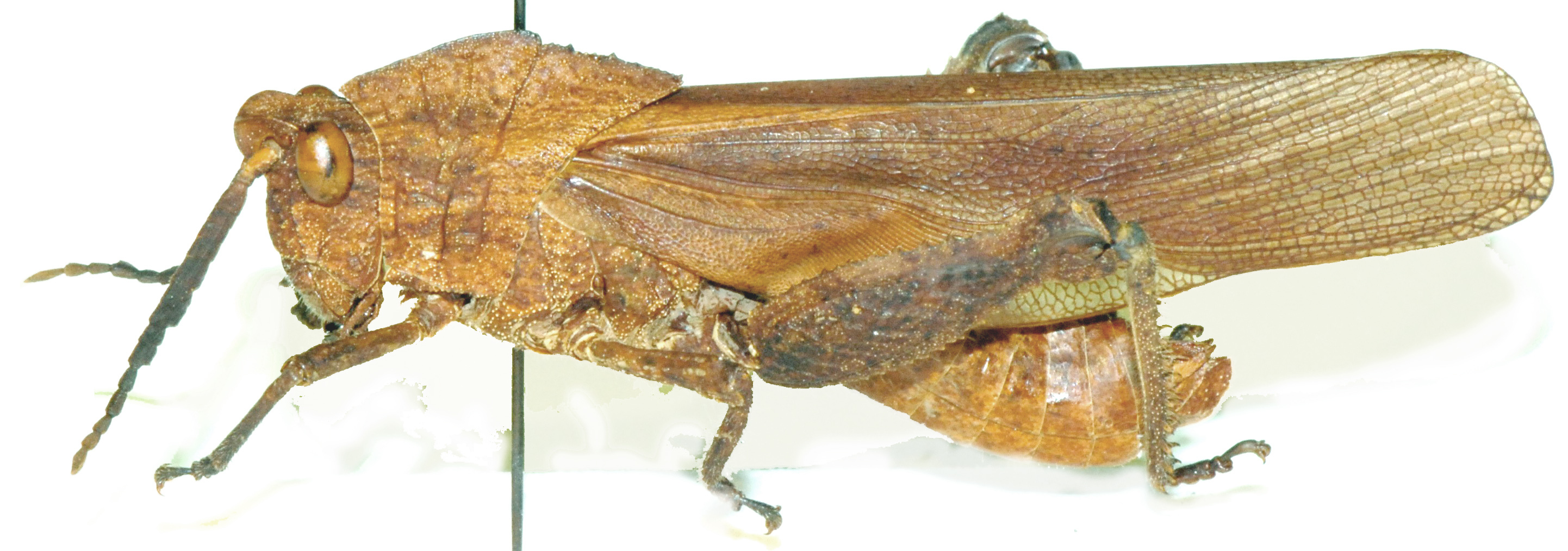 Lamarckiana nasuta (Saussure, 1887): male, lateral view. (Otu).