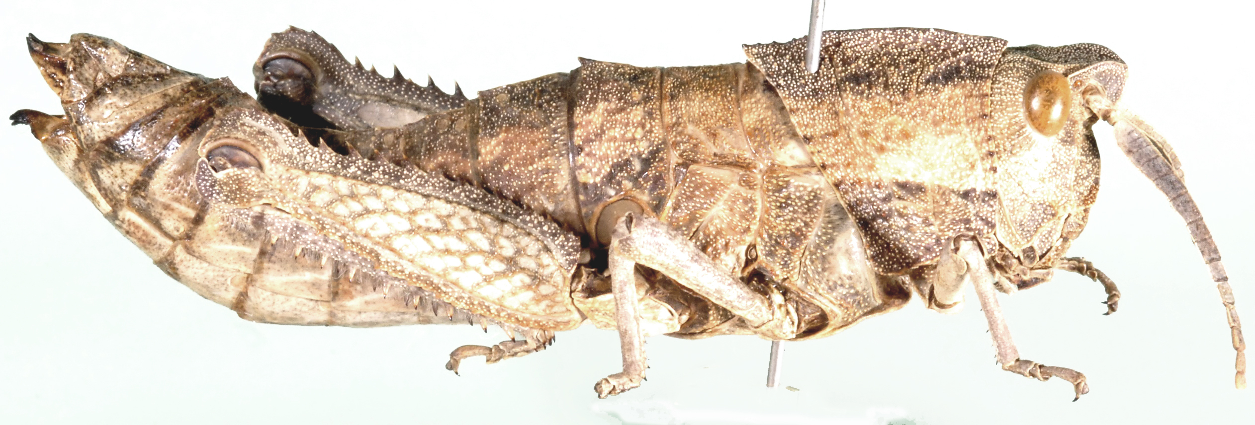 Lamarckiana sparrmani (Stål, 1876): female, lateral view. (Otu).