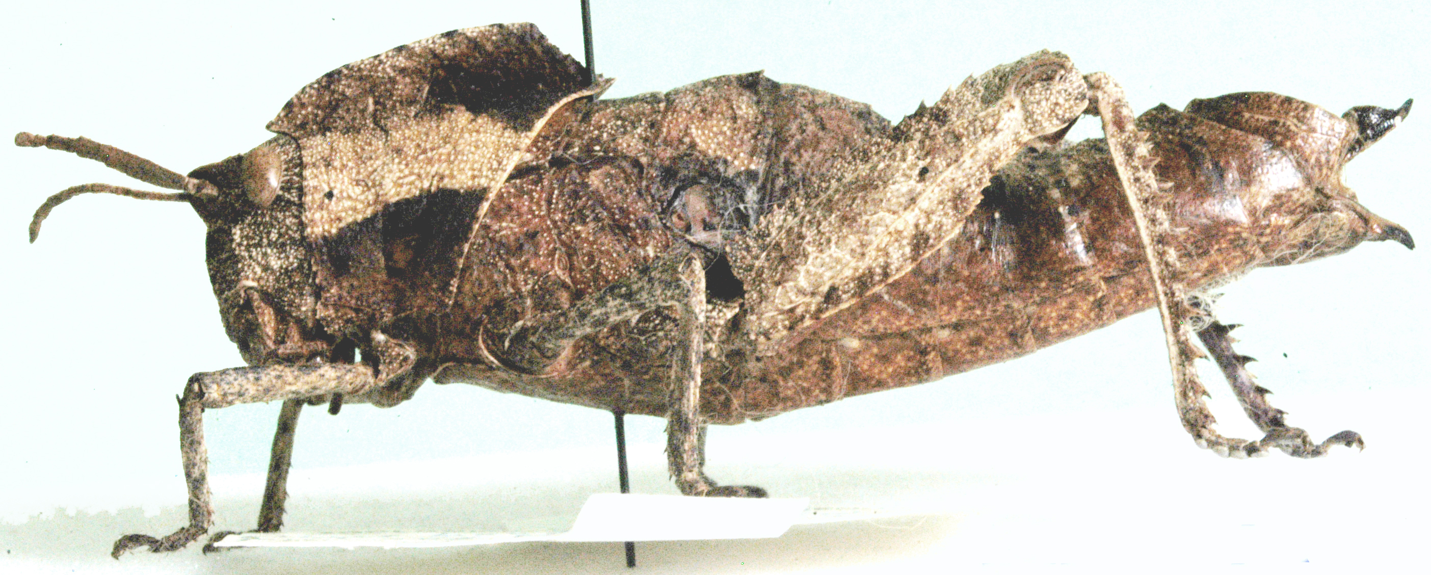 Lobosceliana brevicornis (Bolívar, 1915): female, lateral view. (Otu).