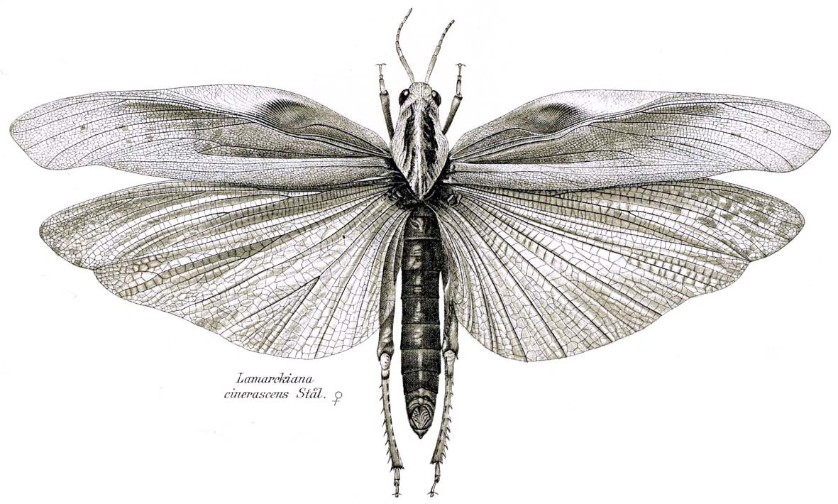 Lobosceliana cinerascens (Stål, 1873): Fig. 1. female, dorsal view. (Otu).