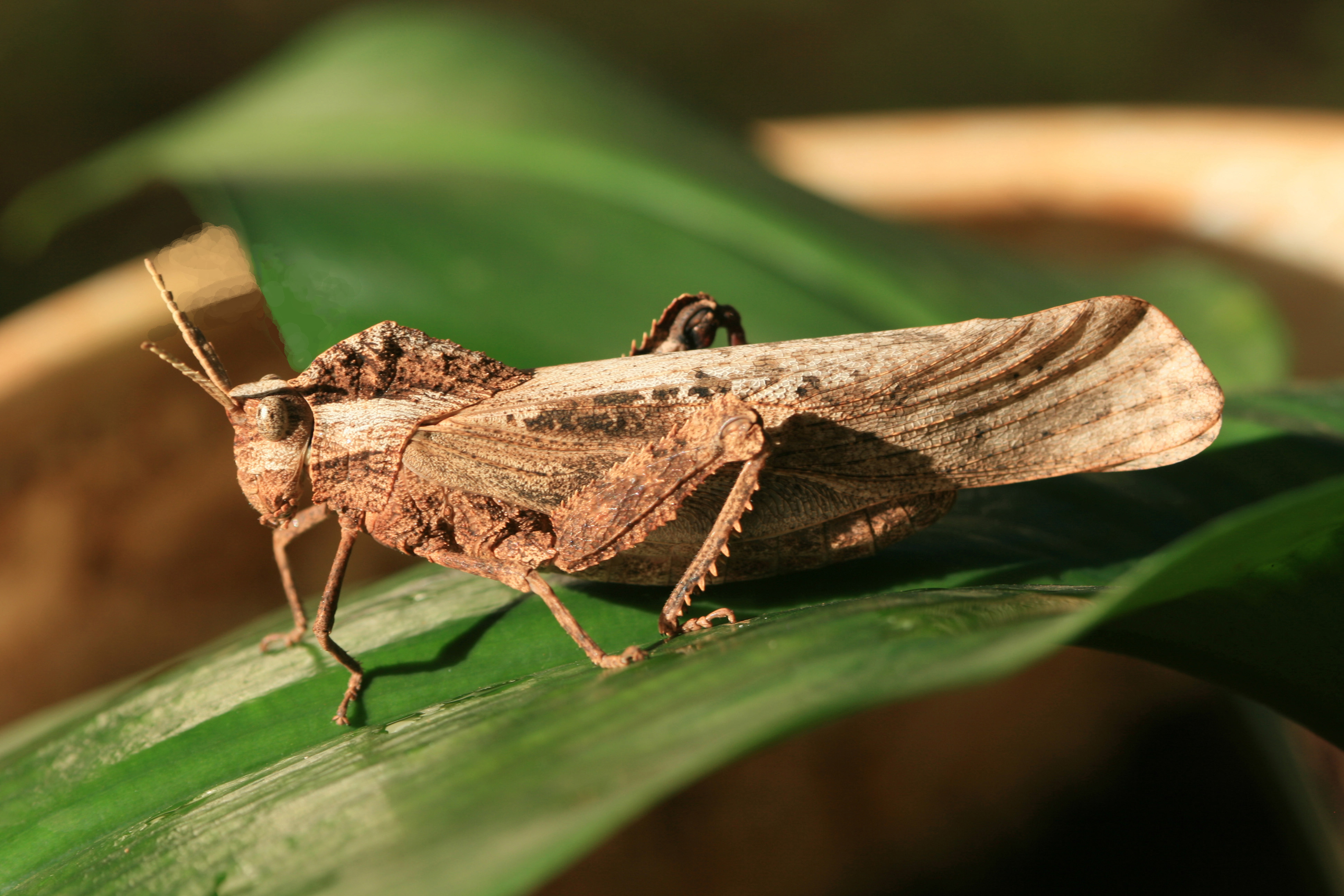 Lobosceliana femoralis (Walker, 1870): male. (Otu).