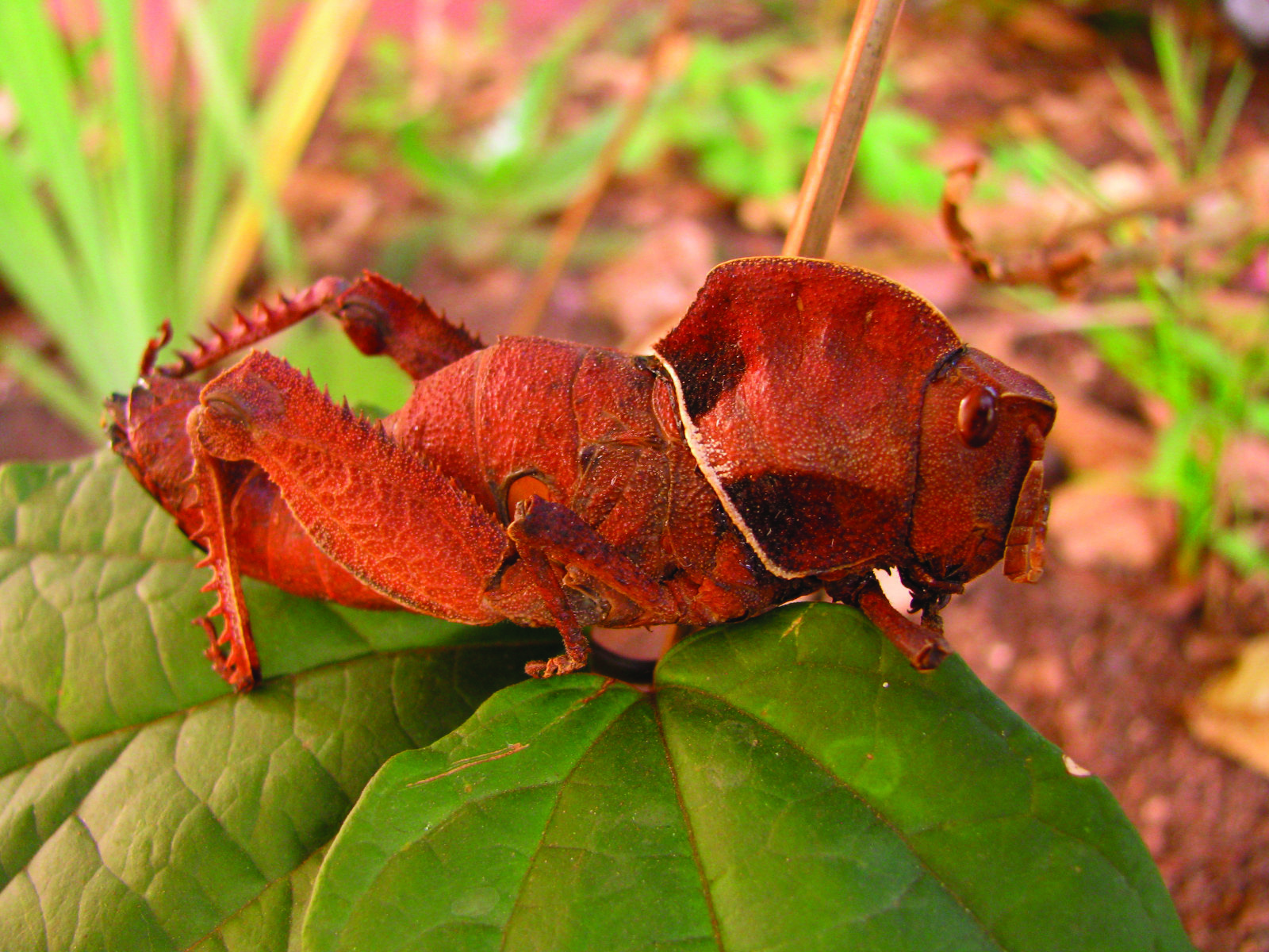 Lobosceliana gilgilensis (Bolívar, 1915): female, lateral view. (Otu).