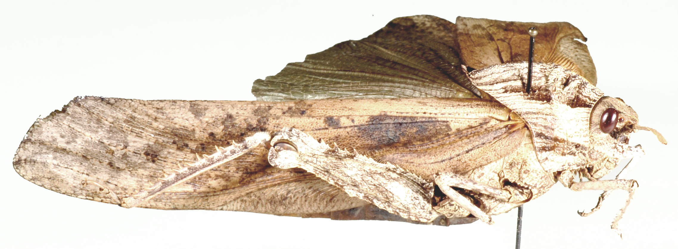 Lobosceliana haploscelis (Schaum, 1853): lateral view. (Otu).