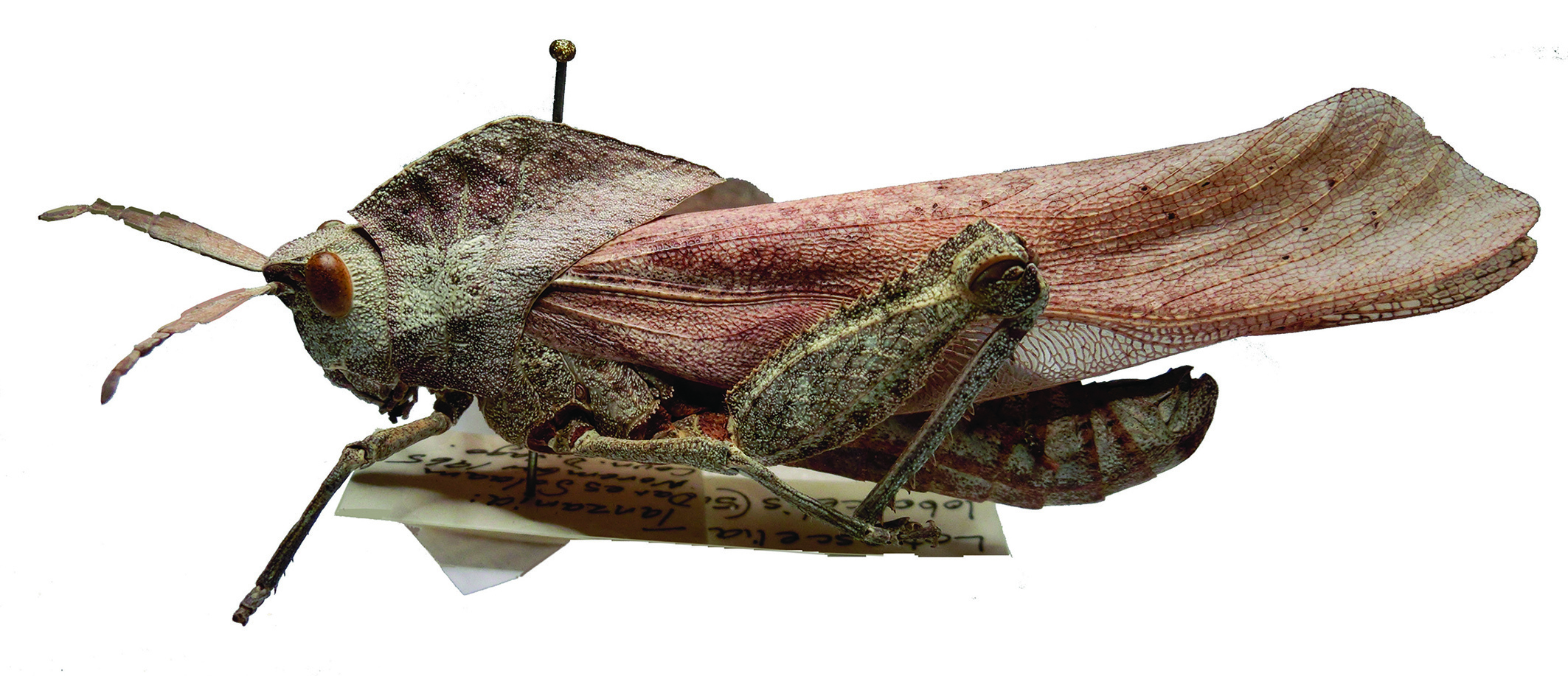 Lobosceliana loboscelis (Schaum, 1853): male, lateral view (Tanzania, Dar es-Salaam). (Otu).