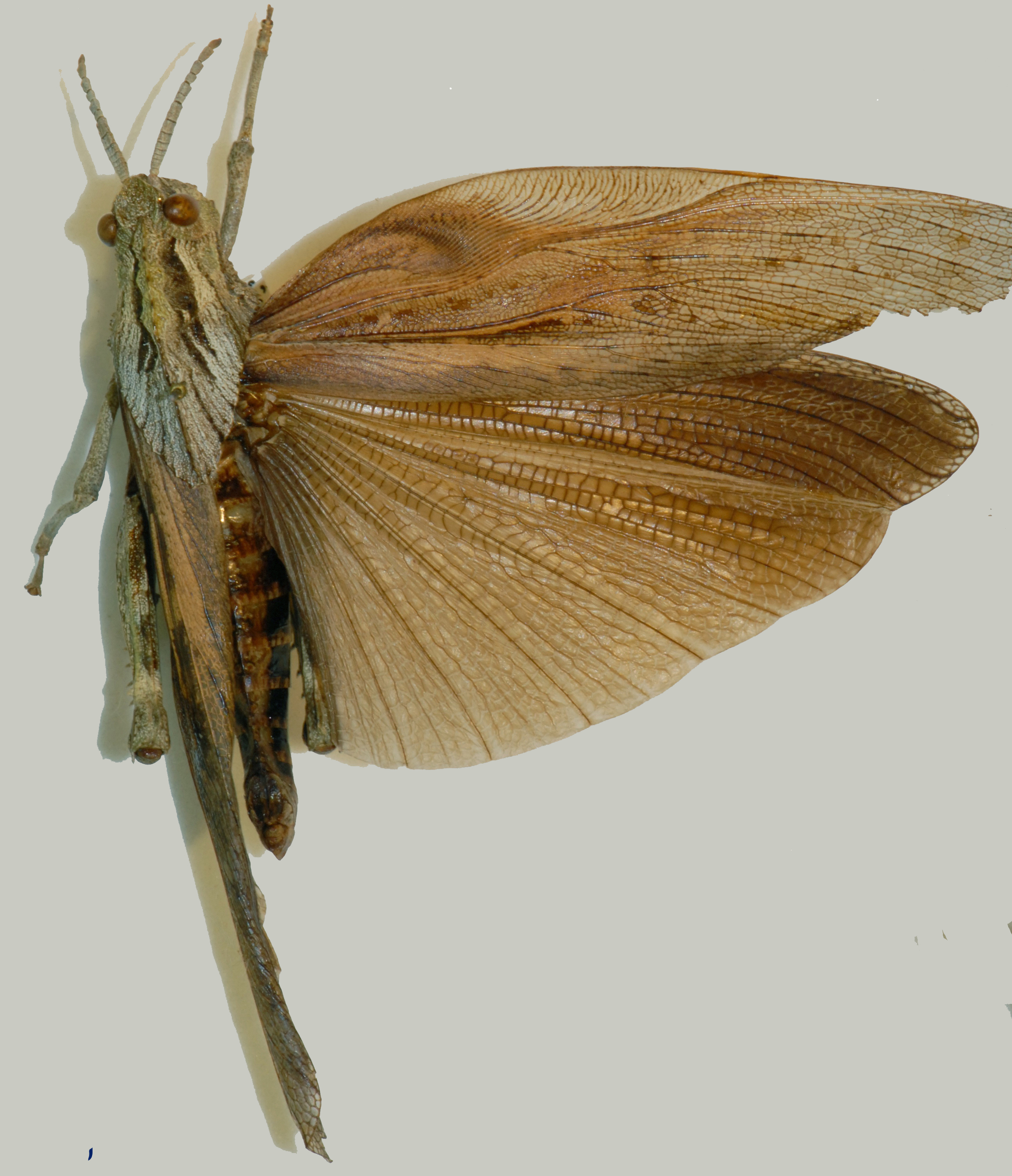 Porthetis carinata (Linnaeus, 1758): dorsal view. (Otu).