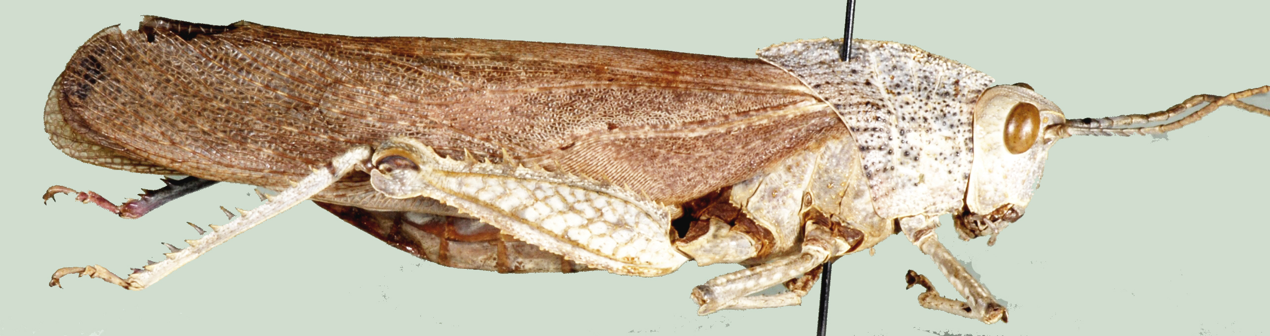 Puncticornia puncticornis (Stål, 1876): male, lateral view. (Otu).