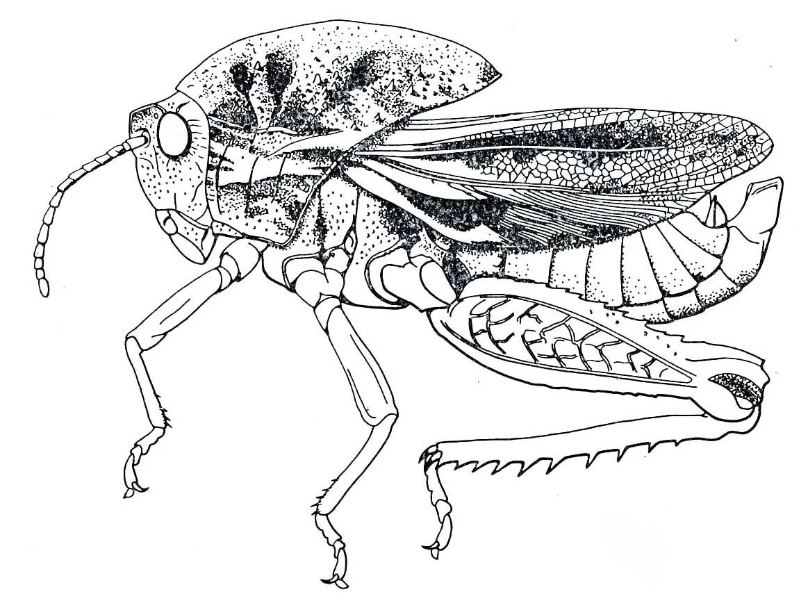 Transvaaliana draconis Brown, 1962: Fig. 1. male, lateral view. (Otu).