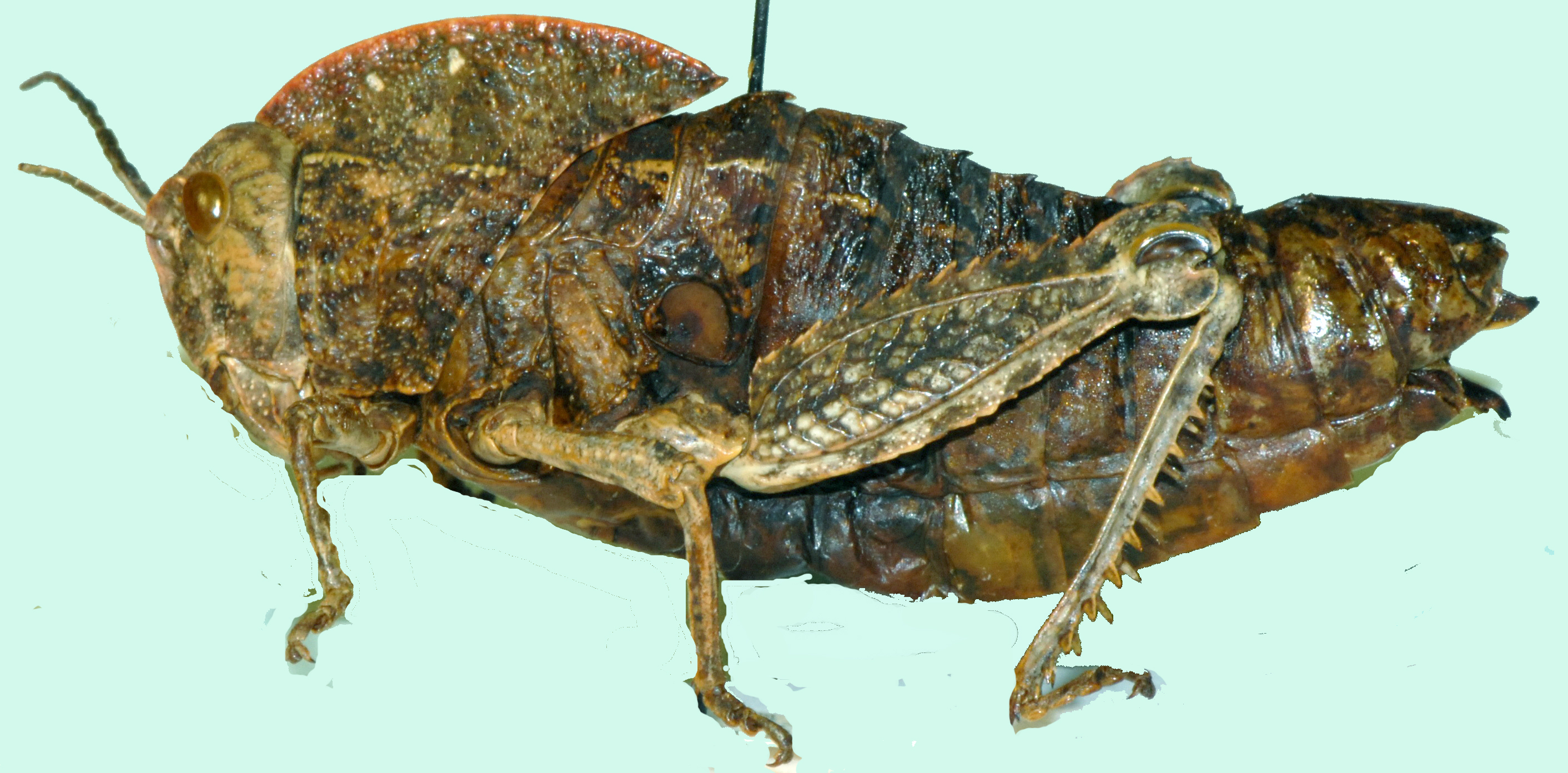 Transvaaliana picta (Saussure, 1892): female, lateral view. (Otu).