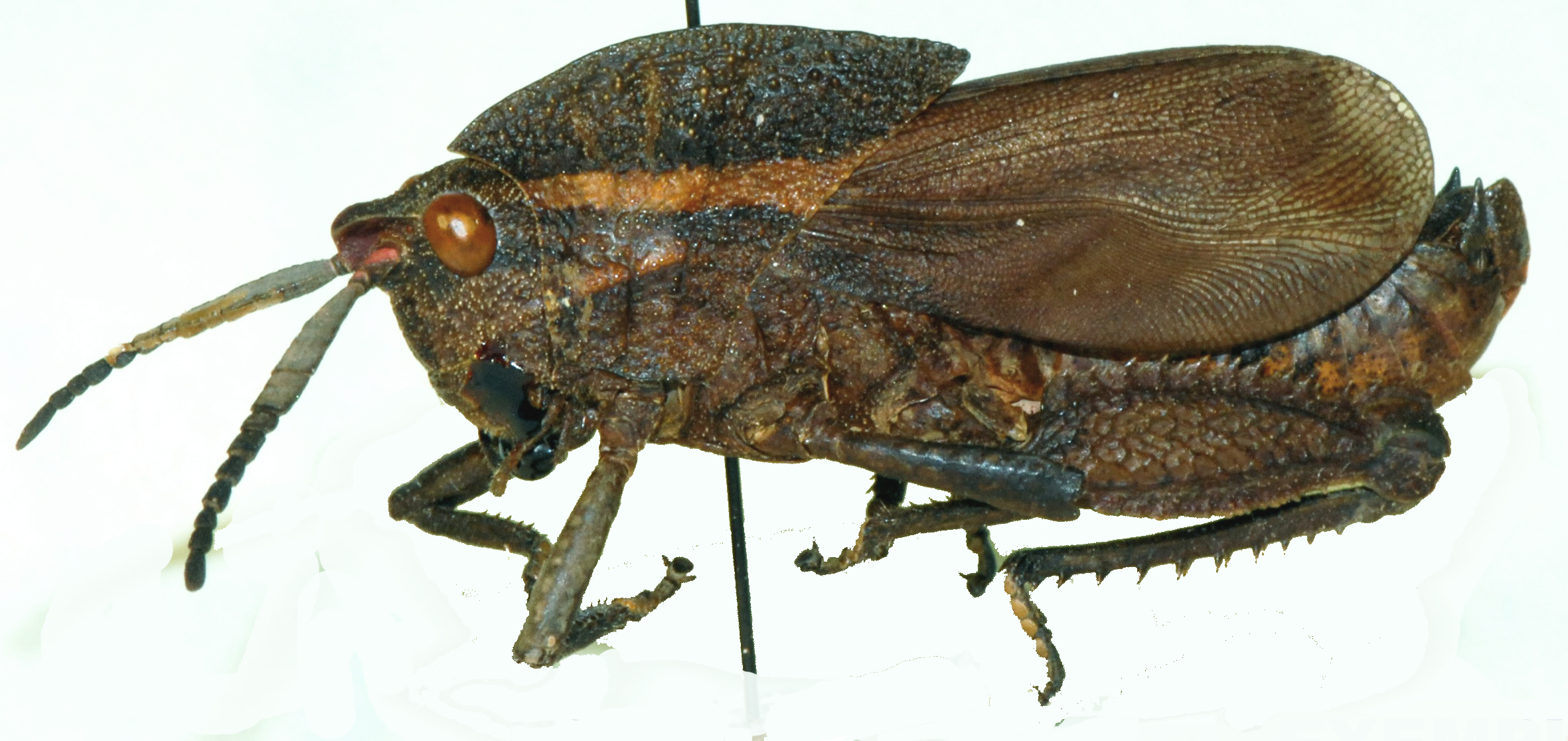 Vansoniacris rubricornis Dirsh, 1958: male, lateral view. (Otu).