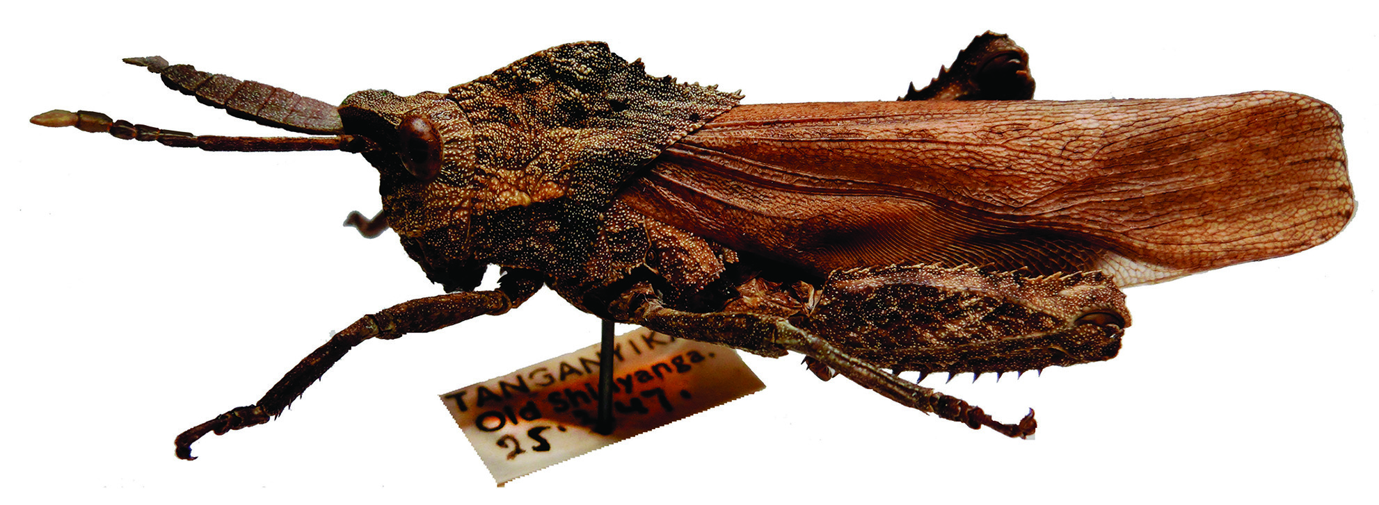 Xiphoceriana atrox (Gerstaecker, 1869): male, lateral view (Tanzania, Old Shinyanga). (Otu).