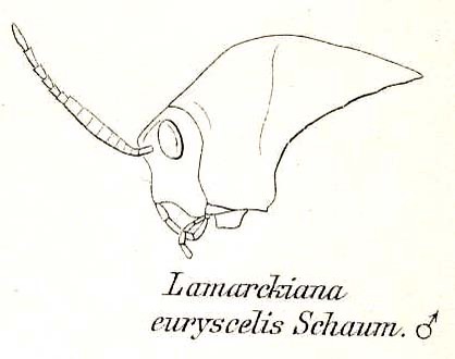 Xiphoceriana euryscelis (Schaum, 1853): Fig. 10. male head and pronotum, lateral view. (Otu).