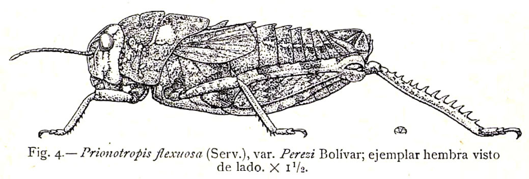 Prionotropis flexuosa (Serville, 1838): Fig. 4. female habitus (Prionotropis flexuosa var. perezii). (Otu).
