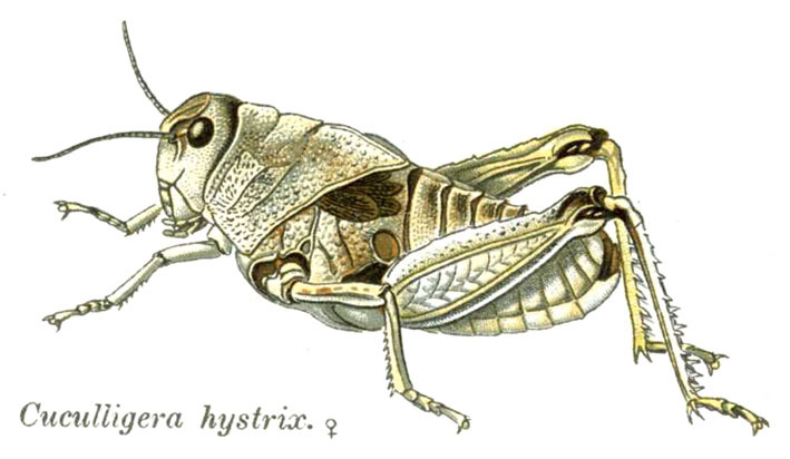 Prionotropis hystrix (Germar, 1817): Pl. 7. female habitus. (Otu).