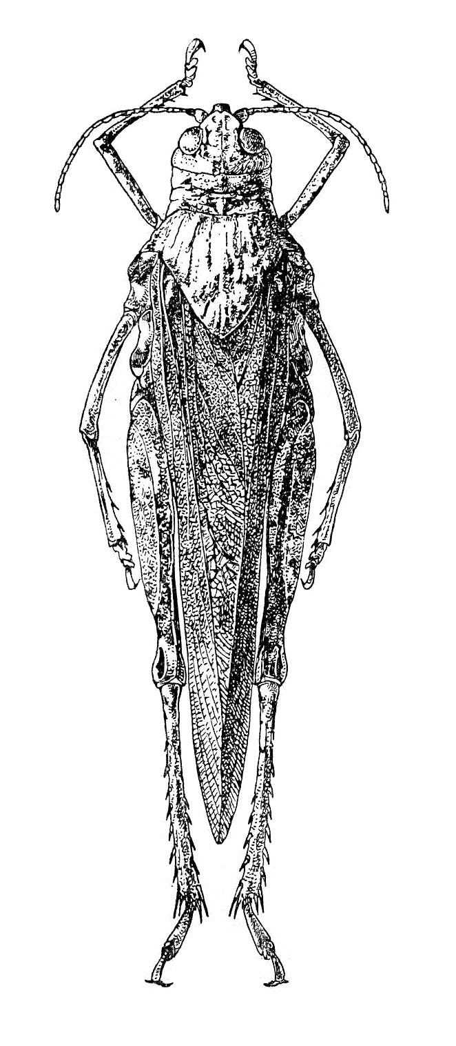 Tuarega insignis (Lucas, 1851): Fig. 517. female, dorsal view. (Otu).