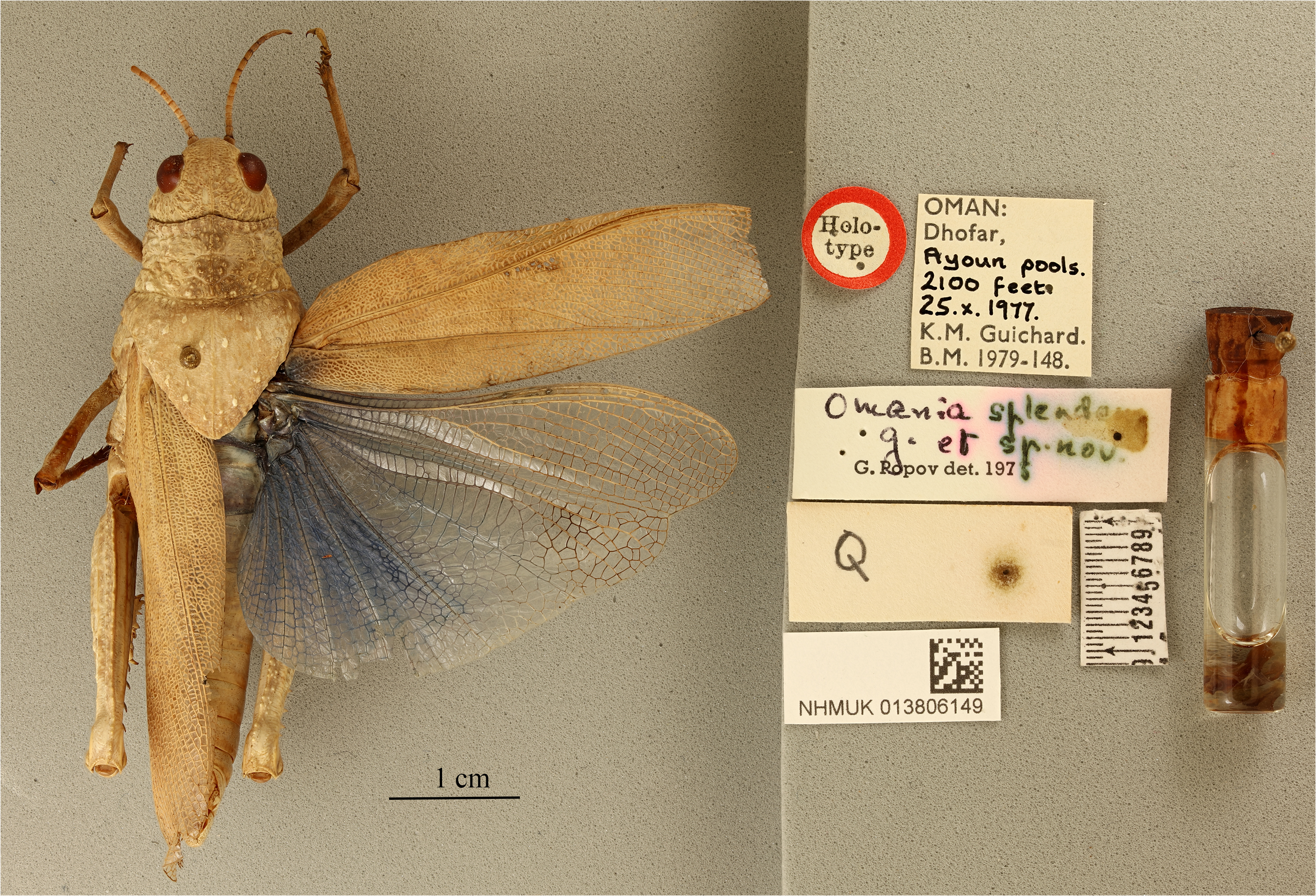 CollectionObject 1518695; 0170e553-4258-45e0-99fc-98ee94a2b57f: male, dorsal view, labels (holotype). (CollectionObject).