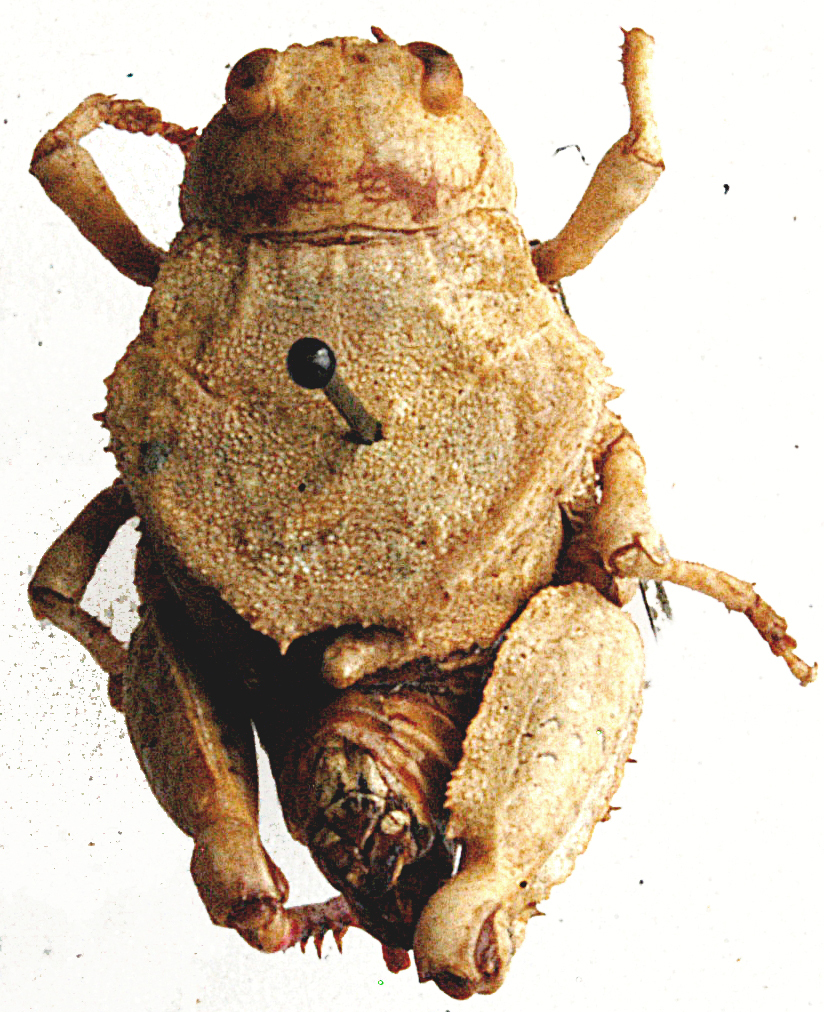 Crypsicerus cubicus Saussure, 1888: dorsal view. (Otu).