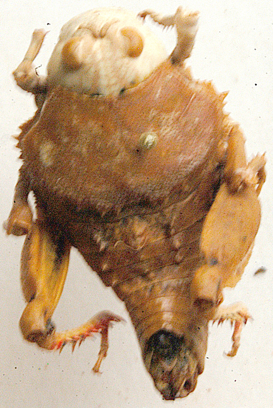 Crypsicerus glaber (Miller, 1932): dorsal view. (Otu).